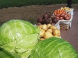 Отборные картошка, морковь, свекла, капуста и другие овощи от поставщика в Алтайском крае / Абакан